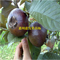 湖南紫色番石榴苗，湖南番石榴苗，湖南果树苗 