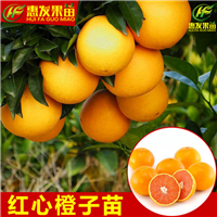 广州红心橙苗，顺德红心橙苗，珠海红心橙苗 