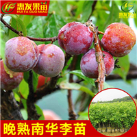 湖南三华李苗基地，湖南三华李苗，湖南果苗 