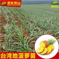 惠州地菠萝苗价格，惠地菠萝苗，惠州果苗 