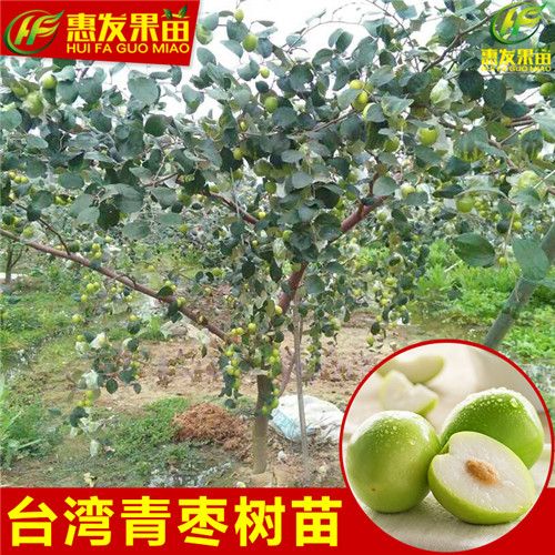 珠海台湾青枣苗，珠海青枣苗，珠海果树苗 