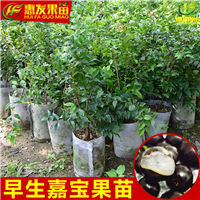 广东树葡萄（嘉宝果）-广东果苗基地 