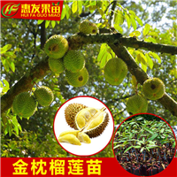 湖南泰国金枕榴莲蜜苗，湖南榴莲蜜苗基地 