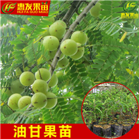 河源油甘苗价格，河源油甘苗，广东油甘苗 