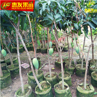 湖南金煌芒果苗，湖南芒果苗，湖南果苗 