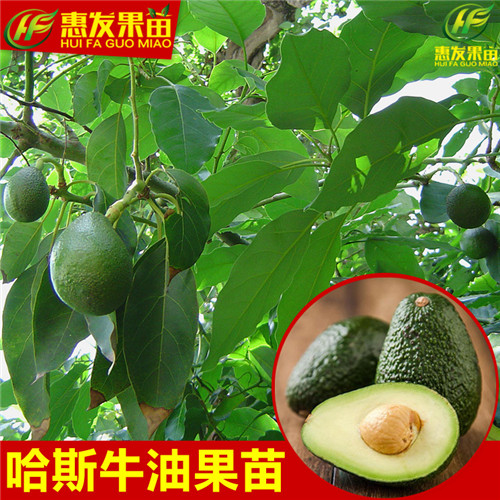 湖南哈斯牛油果苗价格，湖南牛油果苗批发 