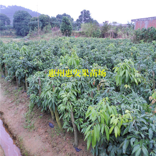 广东荔枝苗，惠州荔枝苗，惠州果树苗 