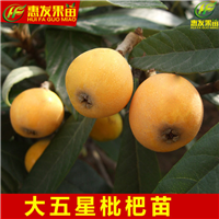 湖南大五星枇杷苗，湖南枇杷苗，湖南果树苗 