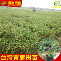 湖南台湾青枣苗，湖南青枣苗，湖南果树苗 