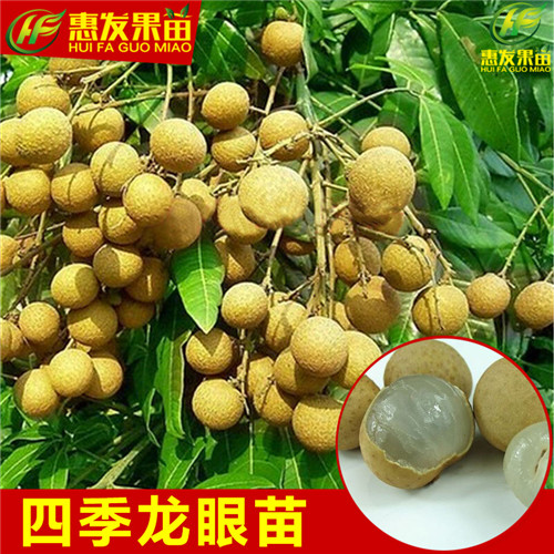 湖南四季龙眼苗，湖南龙眼苗，湖南果苗 