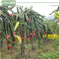 东莞火龙果苗，深圳火龙果苗，广州火龙果苗 
