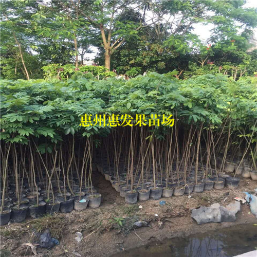 广州龙眼苗批发，广州龙眼苗，广州果苗 