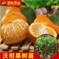 广州沃柑苗，顺德沃柑苗，珠海沃柑苗价格 