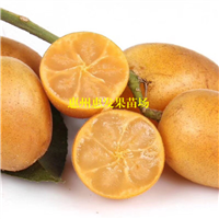 湖南无核黄皮苗批发，湖南无核黄皮苗基地 