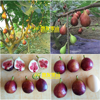 珠海无花果苗，顺德无花果苗，湛江无花果苗 