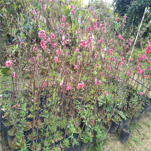 湖南桃花苗价格，湖南桃花苗批发，湖南桃花苗 