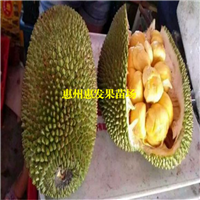 湖南榴莲菠萝蜜苗，湖南菠萝蜜苗，湖南果苗 