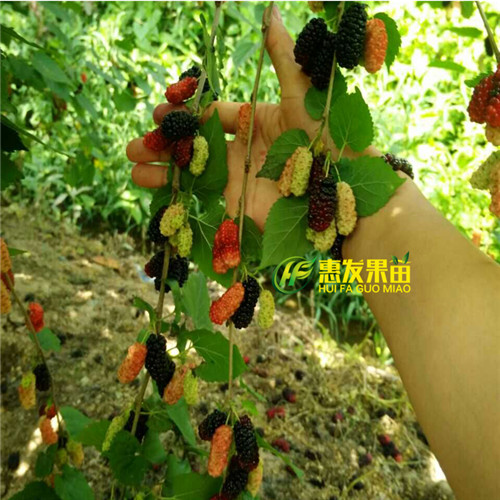 广东四季短果桑苗，广东果桑苗，广东果苗 