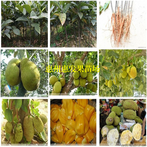珠海海南菠萝蜜苗，东莞海南菠萝蜜苗 