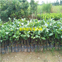 湛江榴莲菠萝蜜苗，湛江菠萝蜜苗，湛江果苗 