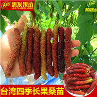 惠州四季长果桑苗，惠州台湾果桑苗，惠州果桑苗 