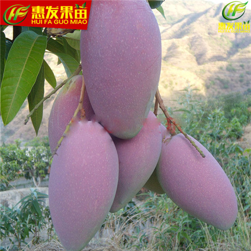 湛江红贵妃芒果苗，湛江芒果苗，湛江果苗 