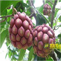 湖南老虎果苗价格，湖南老虎果苗，湖南果树苗 