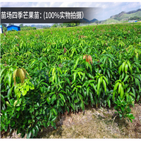 东莞四季芒果树苗，东莞芒果树苗，东莞果苗 