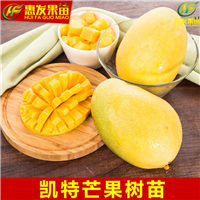 深圳凯特芒果苗，深圳芒果苗，广东芒果苗 