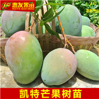 惠州凯特芒果苗，惠州芒果苗，广东芒果苗 