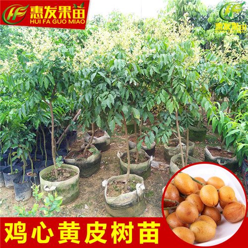 广东鸡心黄皮苗基地，广东鸡心黄皮苗批发 