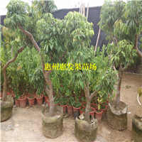 湖南桂味荔枝苗基地，湖南桂味荔枝苗价格 