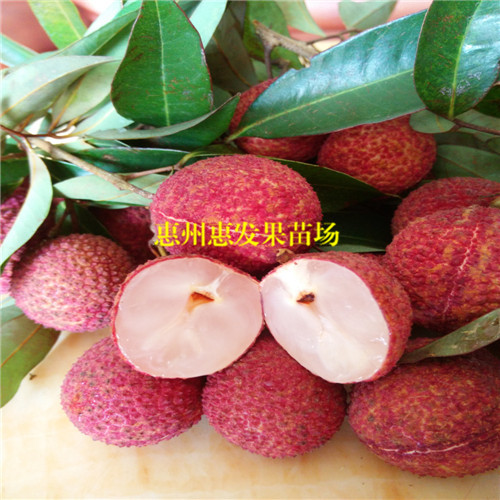 河源无核荔枝苗，东莞无核荔枝苗，广东果苗 