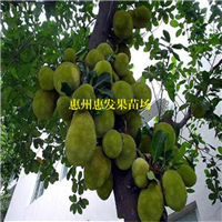 海南菠萝蜜苗基地，广东海南菠萝蜜苗 