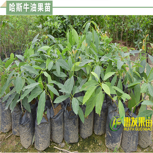 广东哈斯牛油果苗，惠州牛油果苗，惠州果苗 