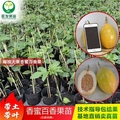 广西香蜜百香果种植