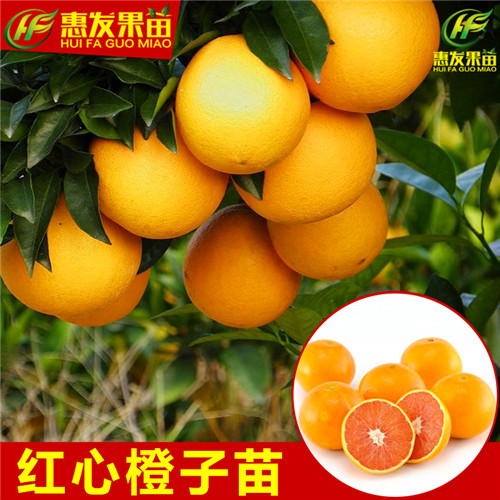 广州红心橙苗，顺德红心橙苗，珠海红心橙苗 
