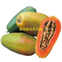 红妃木瓜苗，台湾木瓜苗，木瓜苗 