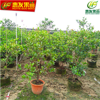 巴西甜樱桃苗（车厘子），湛江樱桃苗 