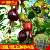 湖南黑玫瑰樱桃苗，湖南樱桃苗，湖南果苗 