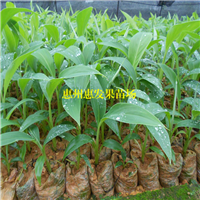 广东粉蕉苗价格，广东粉蕉苗，惠州粉蕉苗 