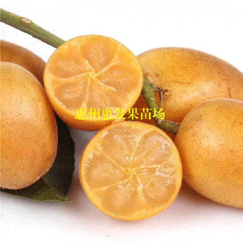 湖南无核黄皮苗批发，湖南无核黄皮苗基地 