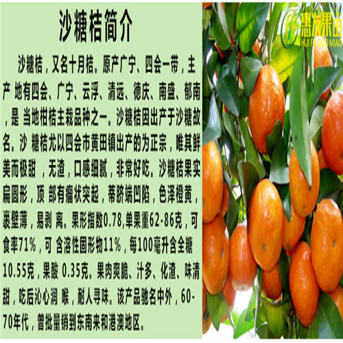 湖南沙糖桔苗批发，湖南沙糖桔苗基地 