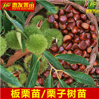 河源板粟苗，东莞板粟苗，广东果树苗 