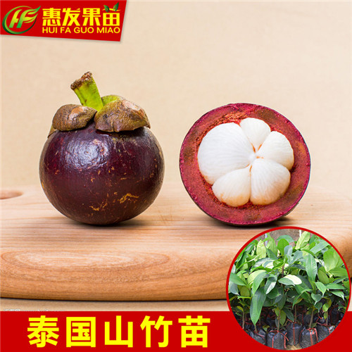 泰国山竹苗，深圳山竹苗，珠海山竹苗 