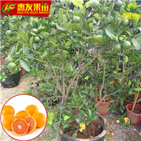 广东红心橙苗，惠州红心橙苗，东莞红心橙苗 