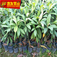 广州早钟6号枇杷苗，广州枇杷苗，广州果苗 