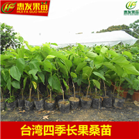 湖南四季长果桑苗，湖南台湾果桑苗，湖南果桑苗 