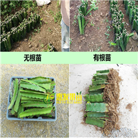 湖南火龙果苗价格，湖南火龙果苗，湖南果苗 