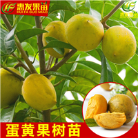 惠州鸡蛋果苗基地，惠州鸡蛋果苗，惠州果苗 